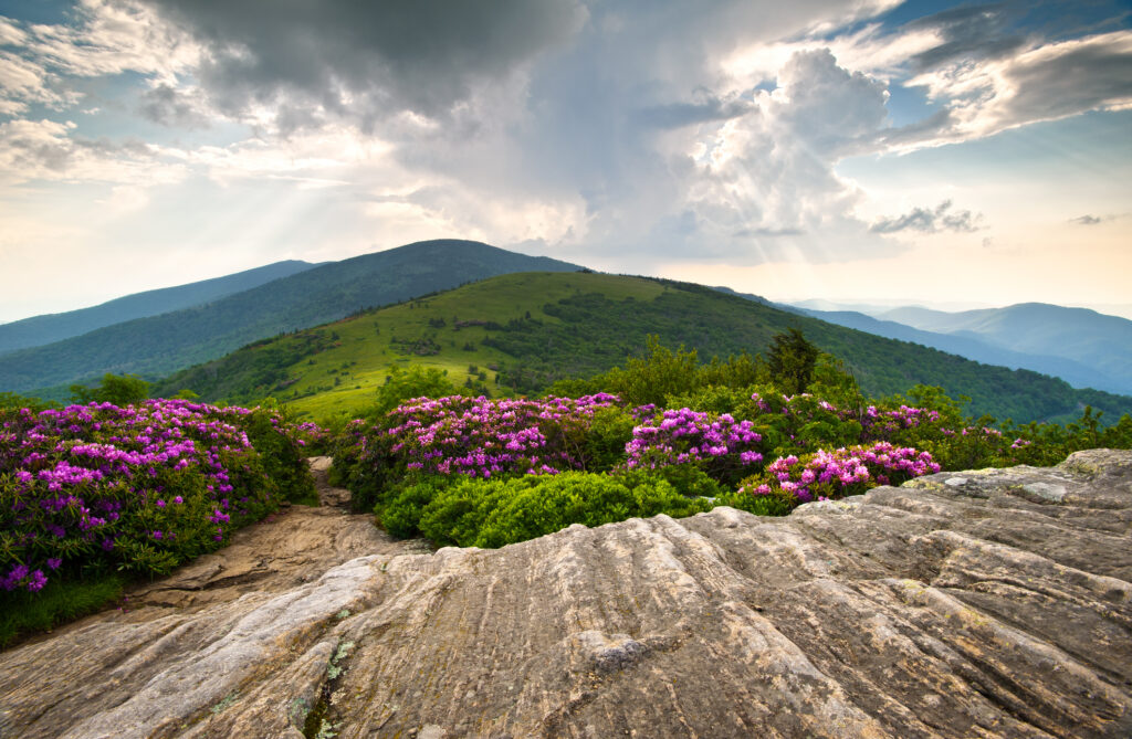 rhododendron,bloom,on,blue,ridge,appalachian,trail,roan,mountains,peaks