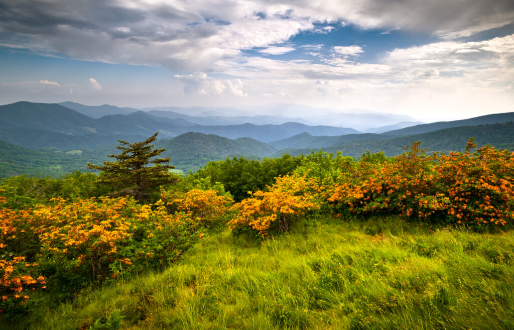 Bakersville, Burnsville, NC, Dream Mountain Realty, flame,azalea,blooms,blue,ridge,mountains,roan,highlands,state,park